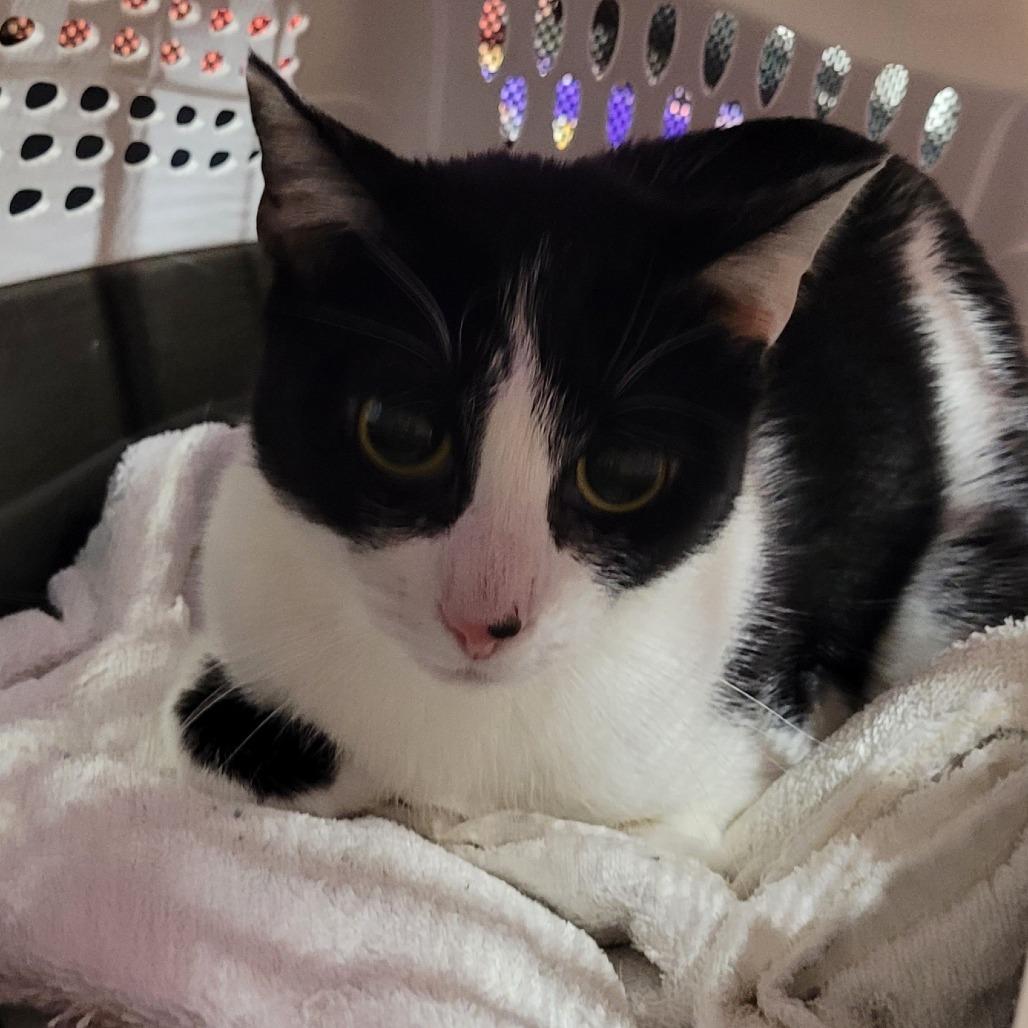 Lorna, Adoptable, Young Female Domestic Short Hair.