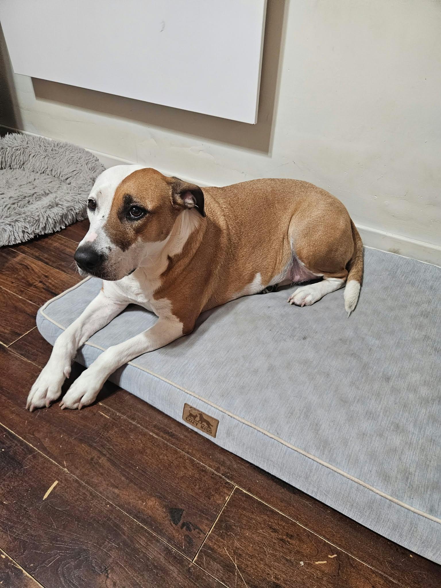 Enlarge Harley, a Adoptable mixed breed in Pointe-Claire, QC image 4/4