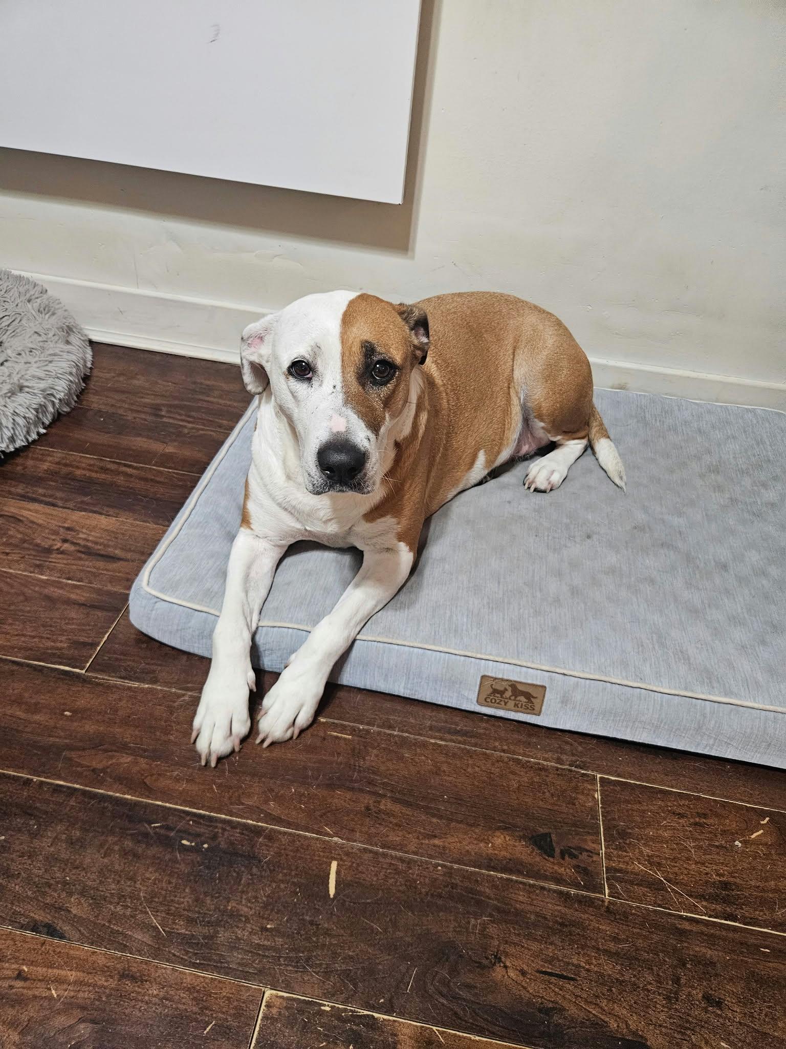 Harley, Adoptable, Adult Female American Bully.