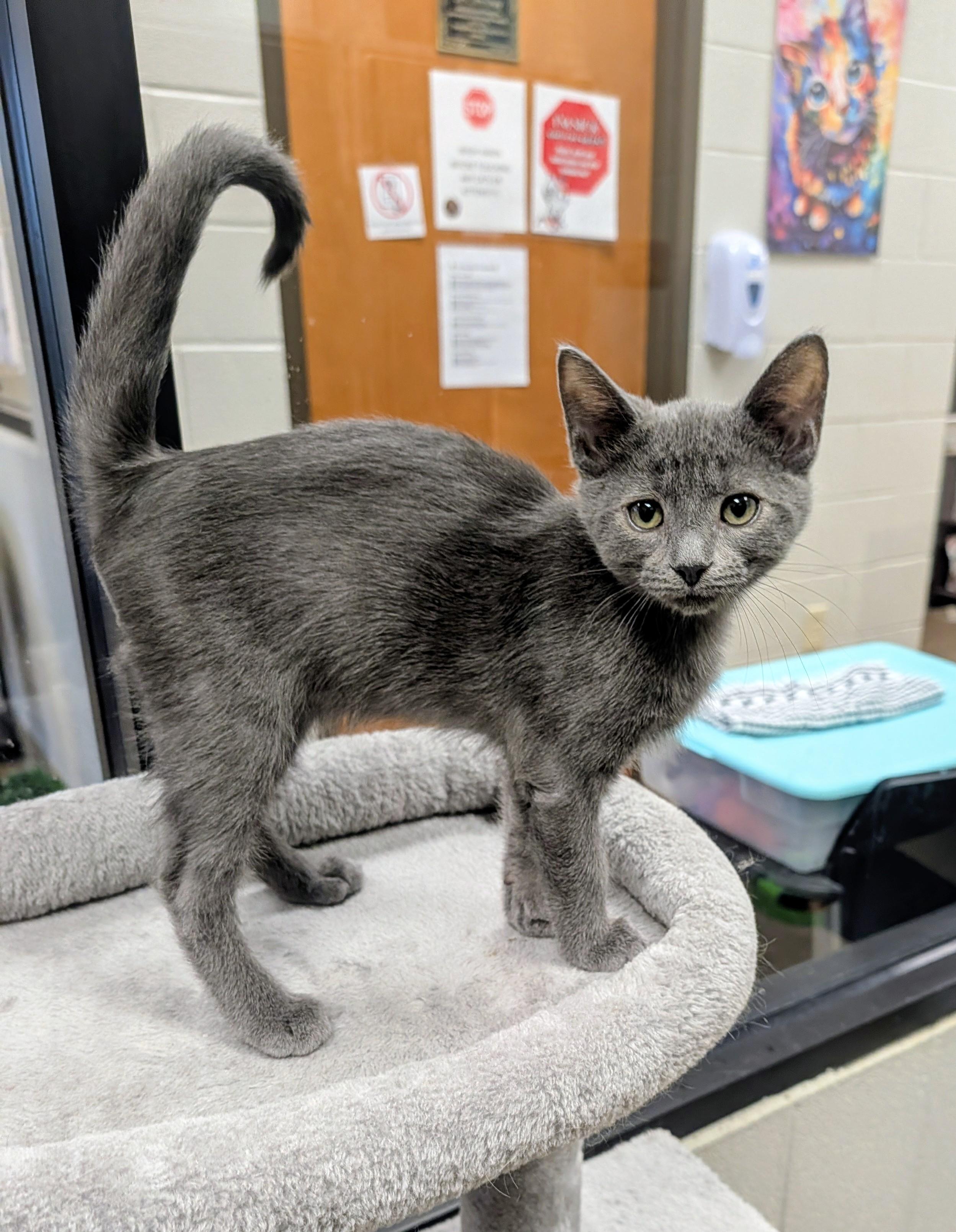 Blue Ribbon, Adopted, Young Male Domestic Short Hair.