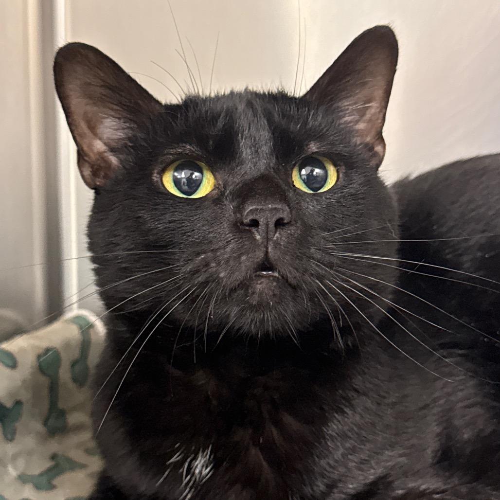 "Rook", Adoptable, Adult Male Domestic Short Hair.