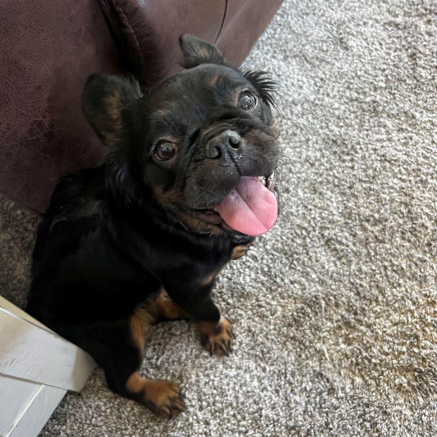 Enlarge Wednesday, a ADOPTABLE French Bulldog in Barrington, IL image 2/5