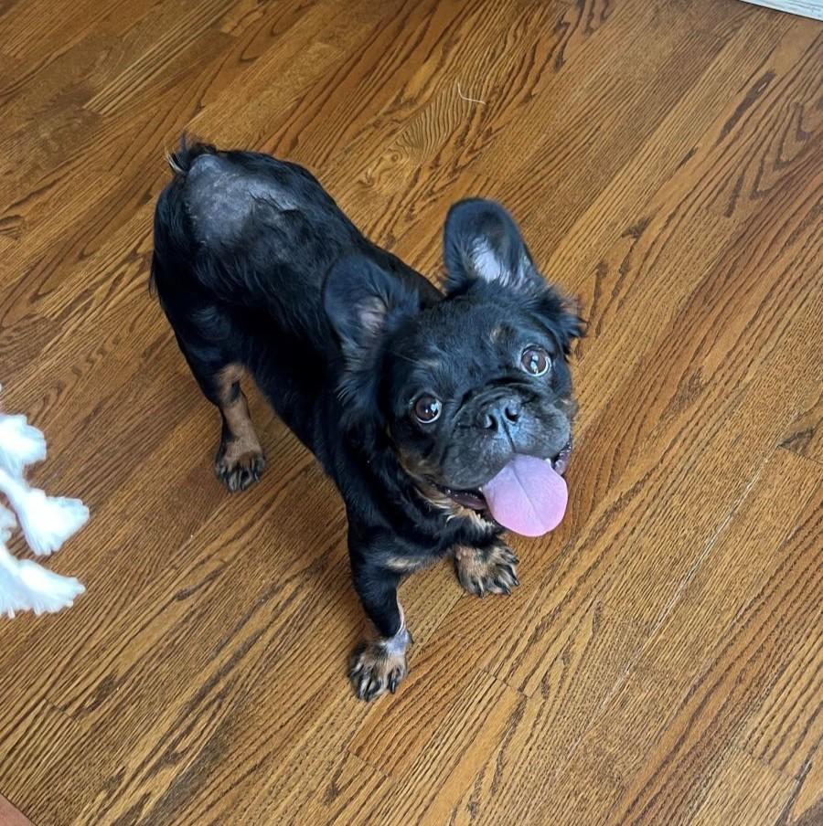 Enlarge Wednesday, a ADOPTABLE French Bulldog in Barrington, IL image 4/5