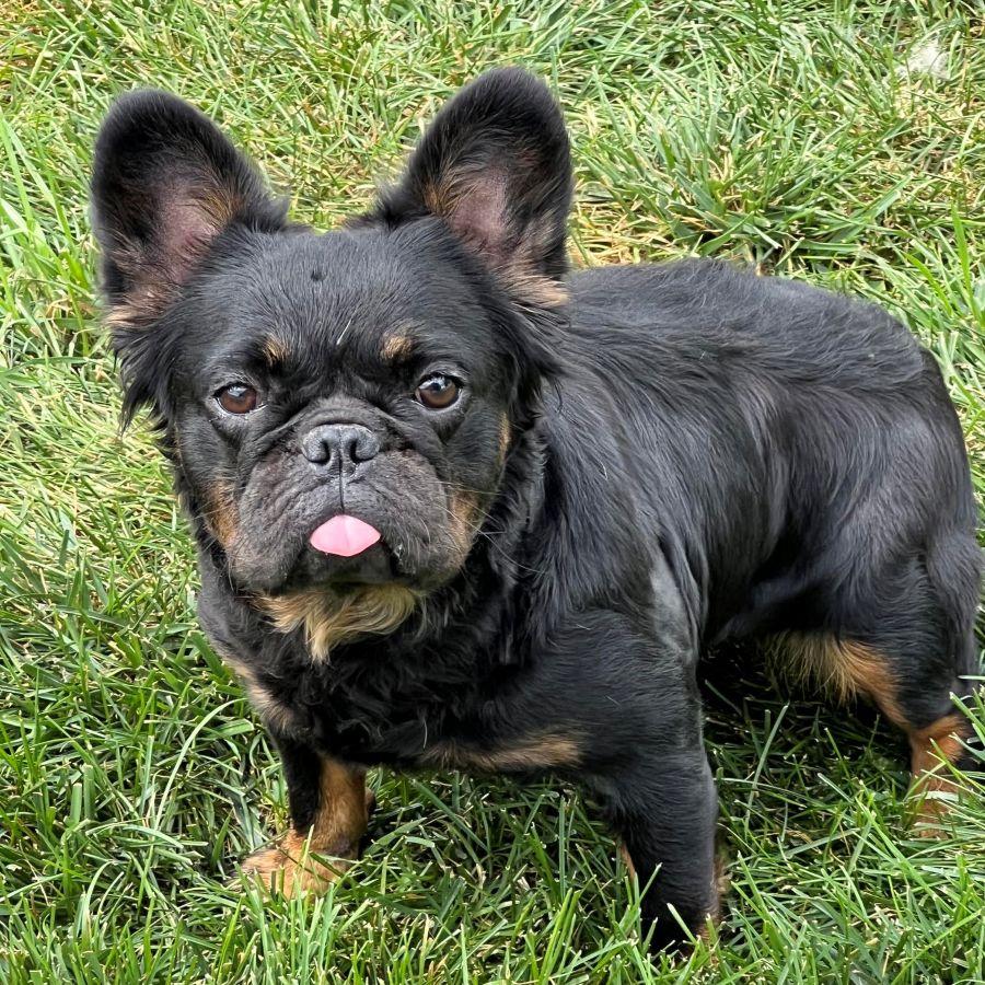Wednesday, ADOPTABLE, Adult Female French Bulldog.