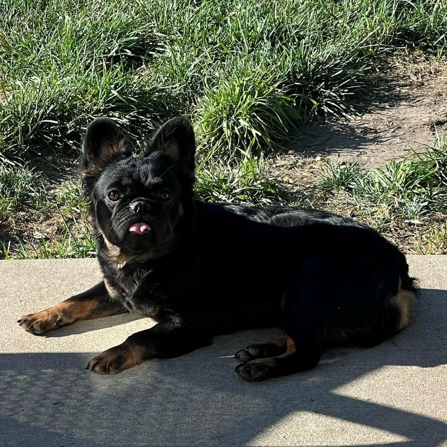 Enlarge Wednesday, a ADOPTABLE French Bulldog in Barrington, IL image 5/5