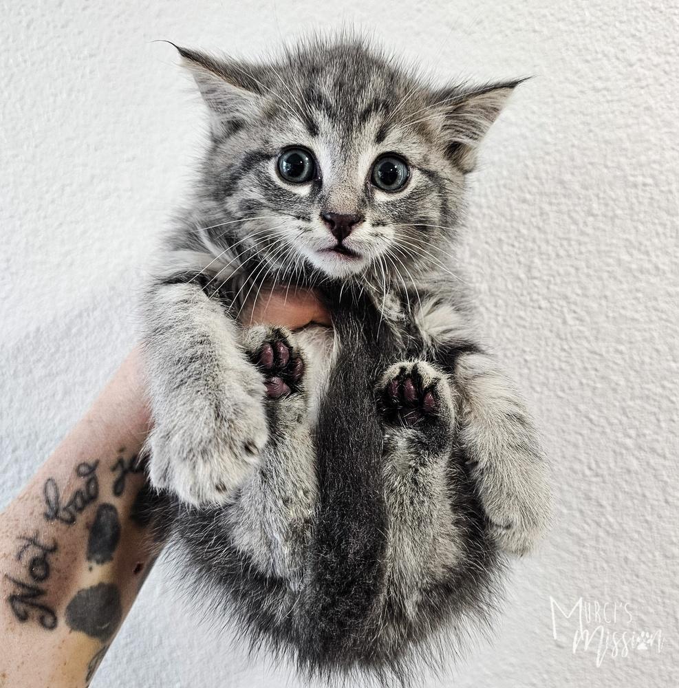 Enlarge Scream, a Adoptable mixed breed image 1/1