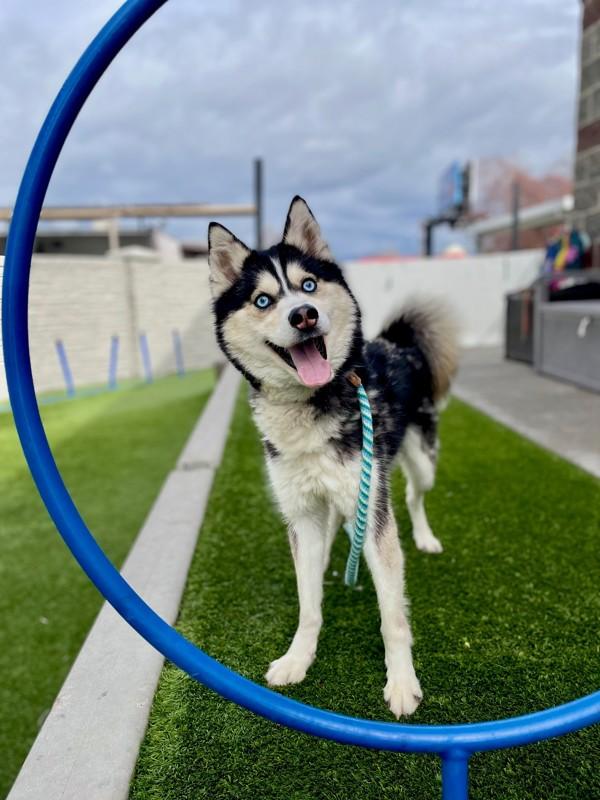 *Boombox*, a Adoptable mixed breed in Salt Lake City, UT image 1/6