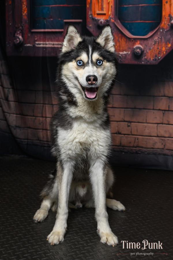 *Boombox*, a Adoptable mixed breed in Salt Lake City, UT image 2/6