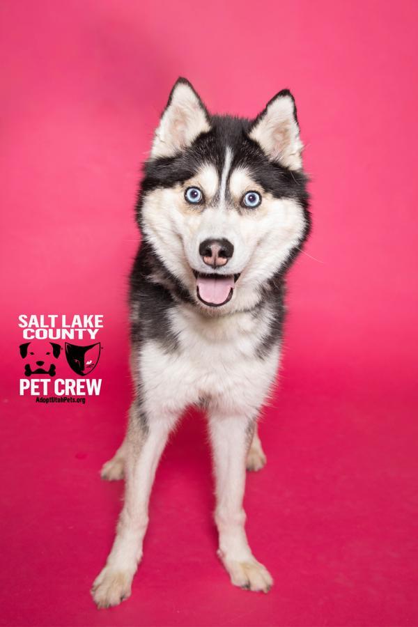 *Boombox*, a Adoptable mixed breed in Salt Lake City, UT image 3/6
