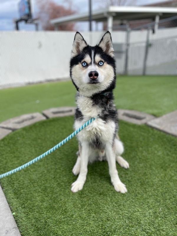 *Boombox*, a Adoptable mixed breed in Salt Lake City, UT image 4/6