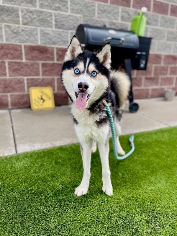 *Boombox*, a Adoptable mixed breed in Salt Lake City, UT image 5/6