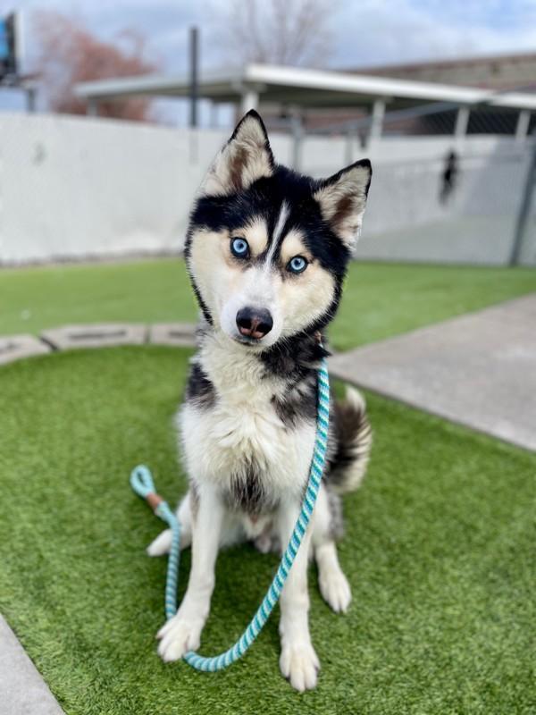 *Boombox*, a Adoptable mixed breed in Salt Lake City, UT image 6/6