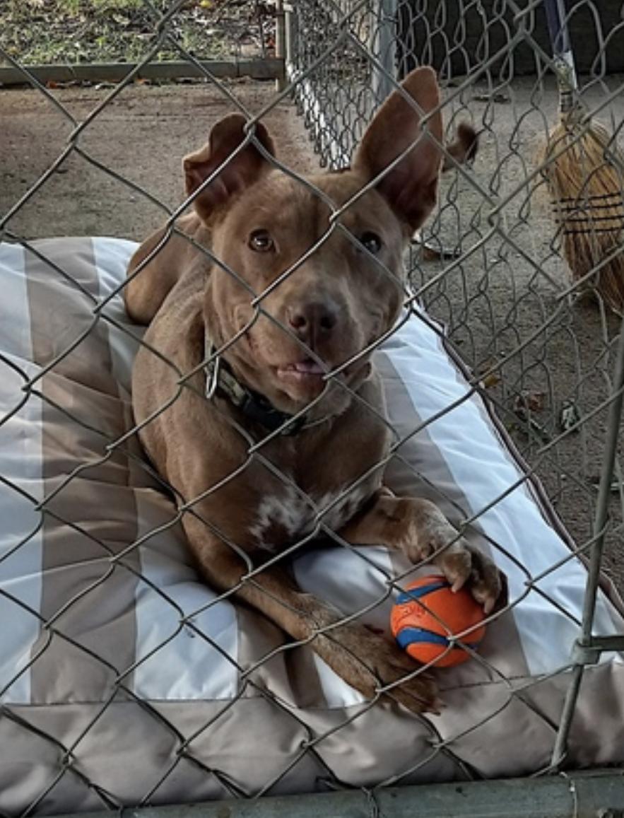 Enlarge Piper, a Adoptable mixed breed in Hickory, NC image 2/6