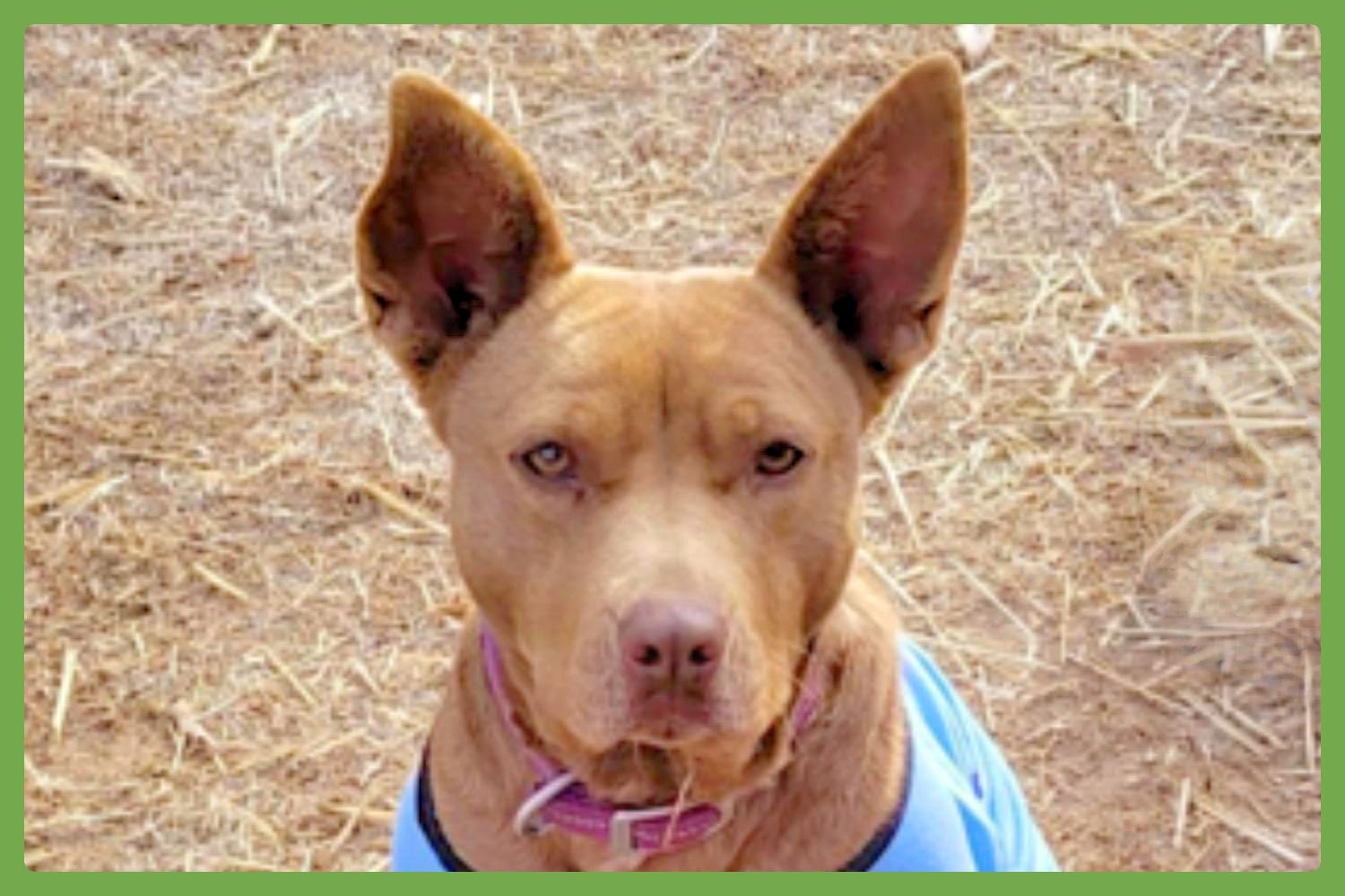 Enlarge Piper, a Adoptable mixed breed in Hickory, NC image 1/6