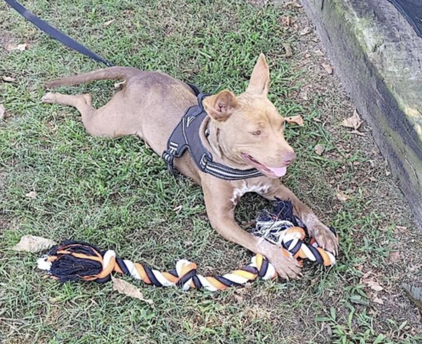 Enlarge Piper, a Adoptable mixed breed in Hickory, NC image 3/6