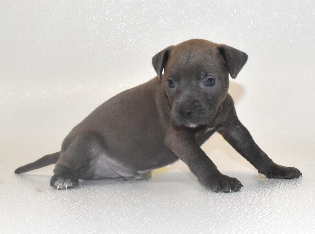 Enlarge Silvermist, a Adoptable Terrier in Springfield, OH image 1/5
