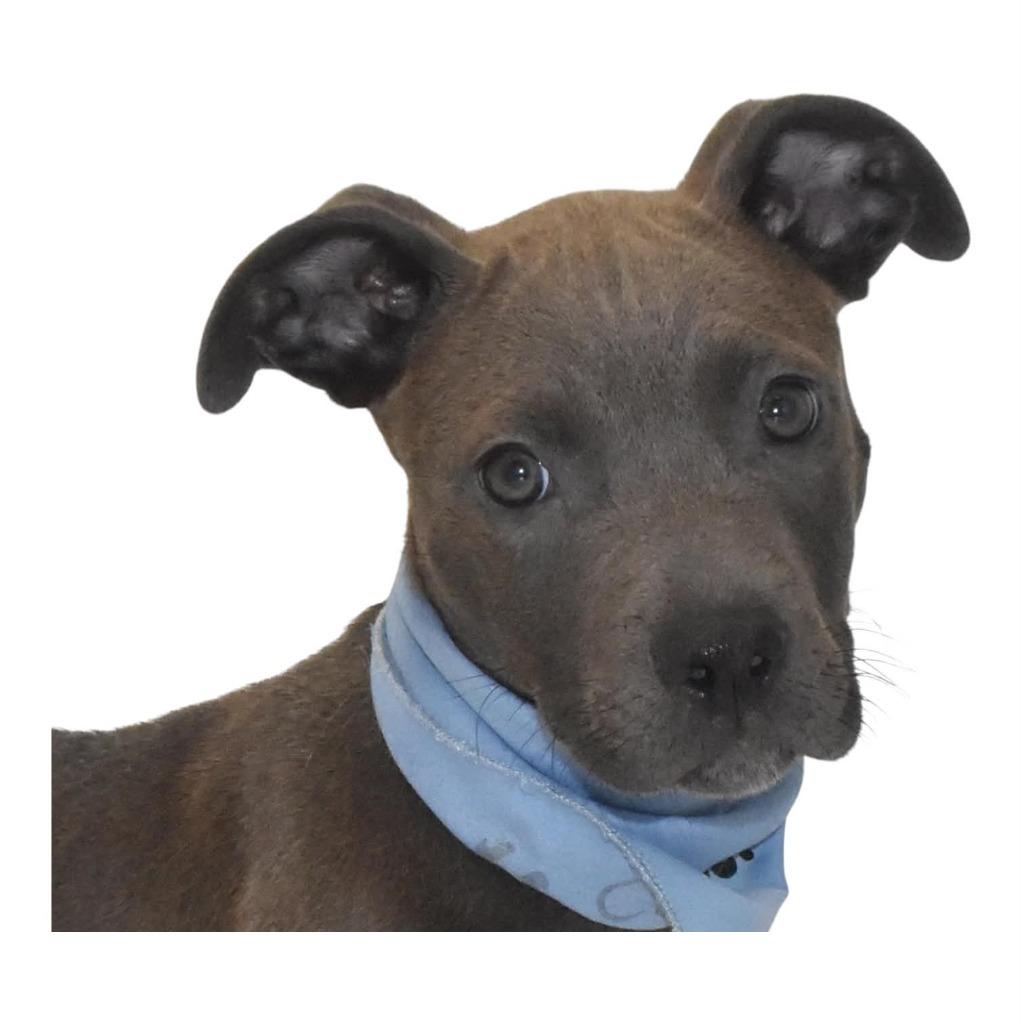 Enlarge Silvermist, a Adoptable Terrier in Springfield, OH image 2/5
