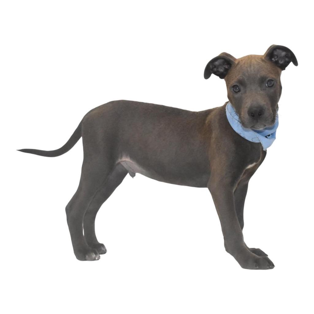 Enlarge Silvermist, a Adoptable Terrier in Springfield, OH image 4/5