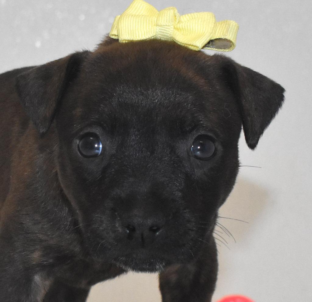 Enlarge Silvermist, a Adoptable Terrier in Springfield, OH image 5/5
