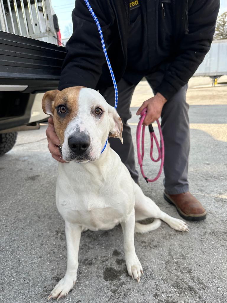 Luna, Adoptable, Young Female Mixed Breed.