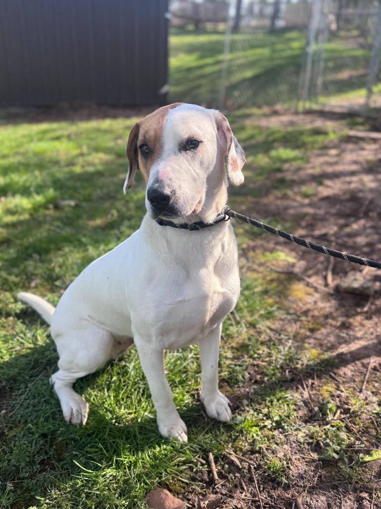 Enlarge Luna, a Adoptable mixed breed in Russellville, KY image 3/5