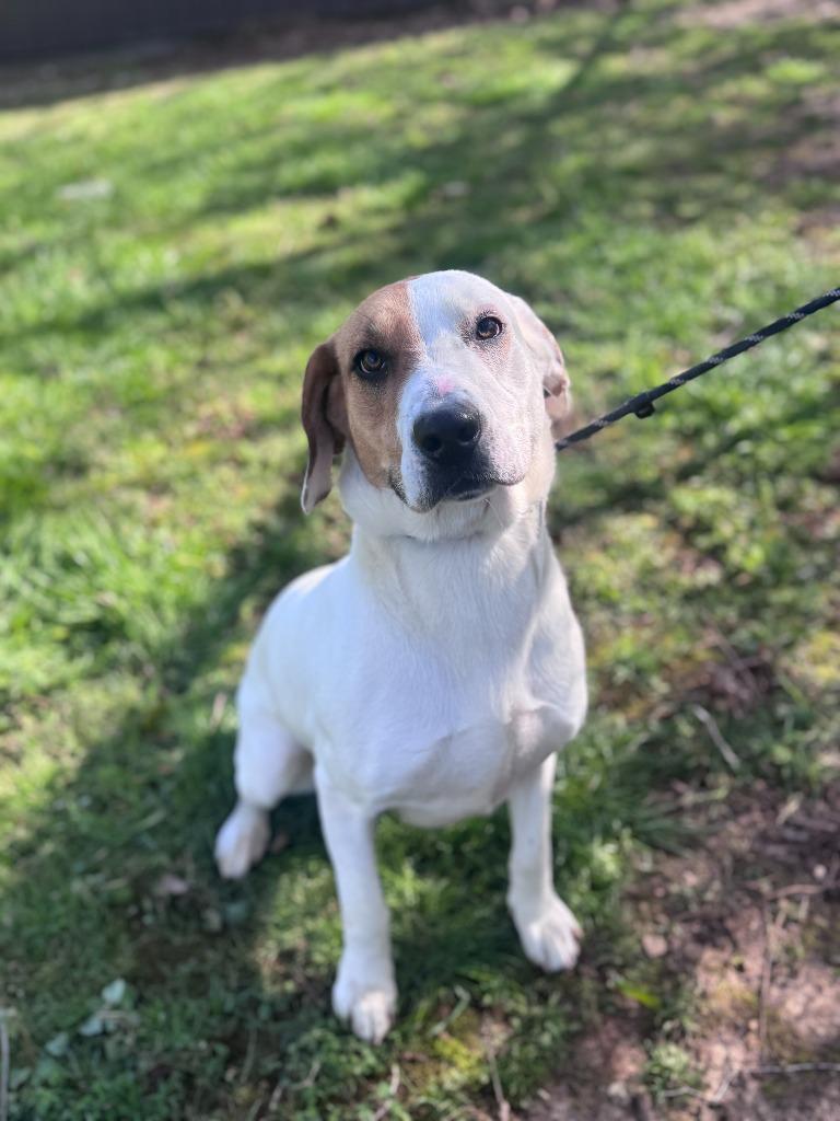 Enlarge Luna, a Adoptable mixed breed in Russellville, KY image 4/5