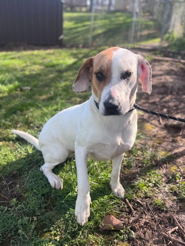 Enlarge Luna, a Adoptable mixed breed in Russellville, KY image 5/5