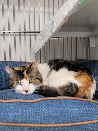 Calico, Adoptable, Kitten Female Domestic Short Hair & Domestic Short Hair.