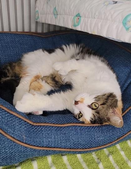 Enlarge Calico, a Adoptable mixed breed in Elmira, NY image 2/2