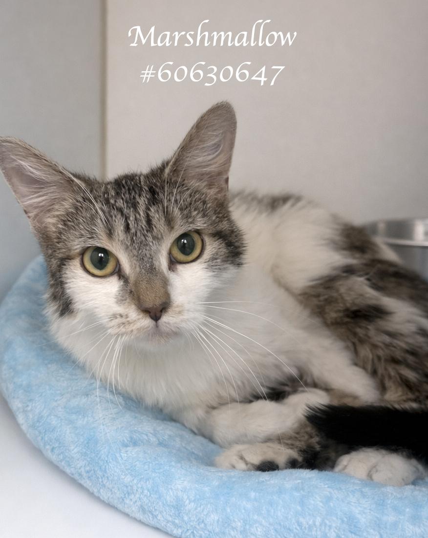 Marshmallow, adopted, Adult Female Tabby.