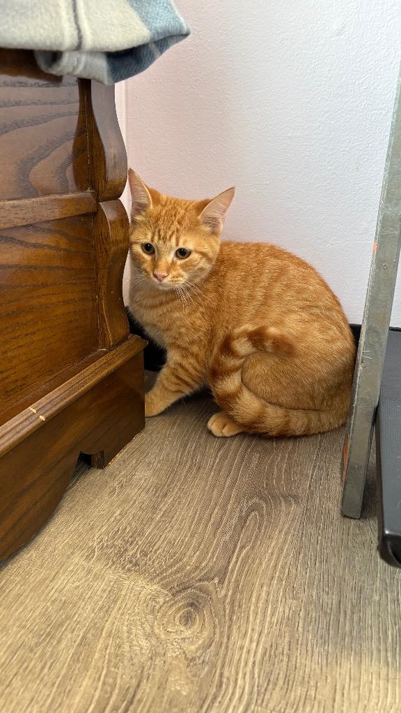 Ravioli, Adoptable, Kitten Male Domestic Short Hair.