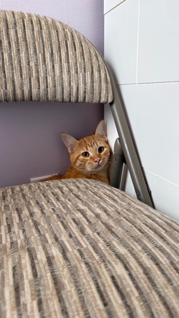 Enlarge Ravioli, a Adoptable Domestic Short Hair in Lewisville, TX image 2/5