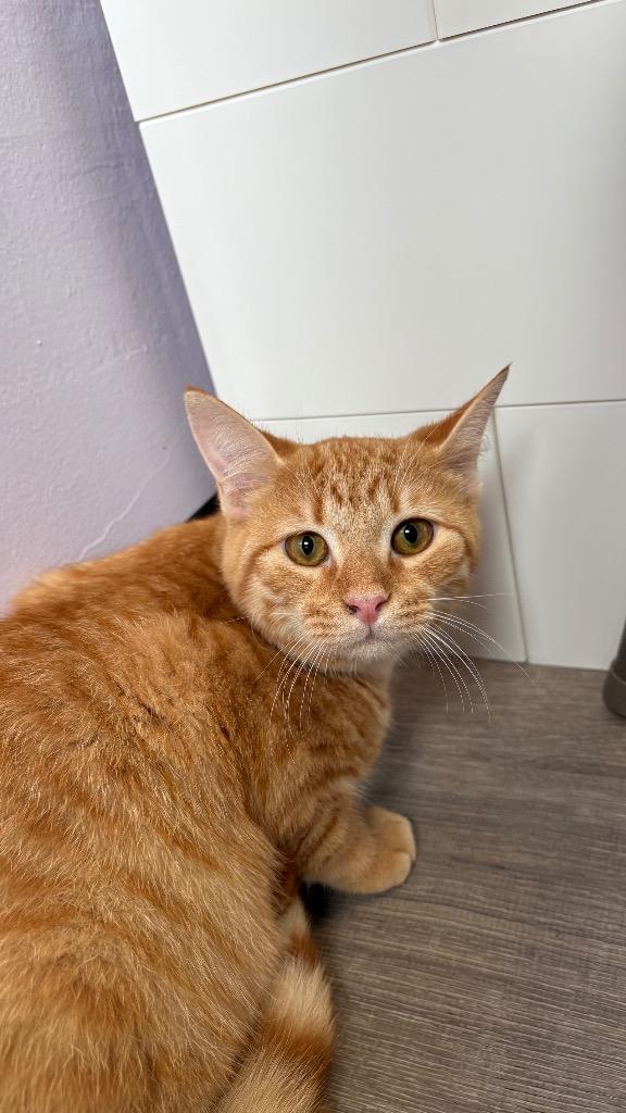 Enlarge Ravioli, a Adoptable Domestic Short Hair in Lewisville, TX image 3/5