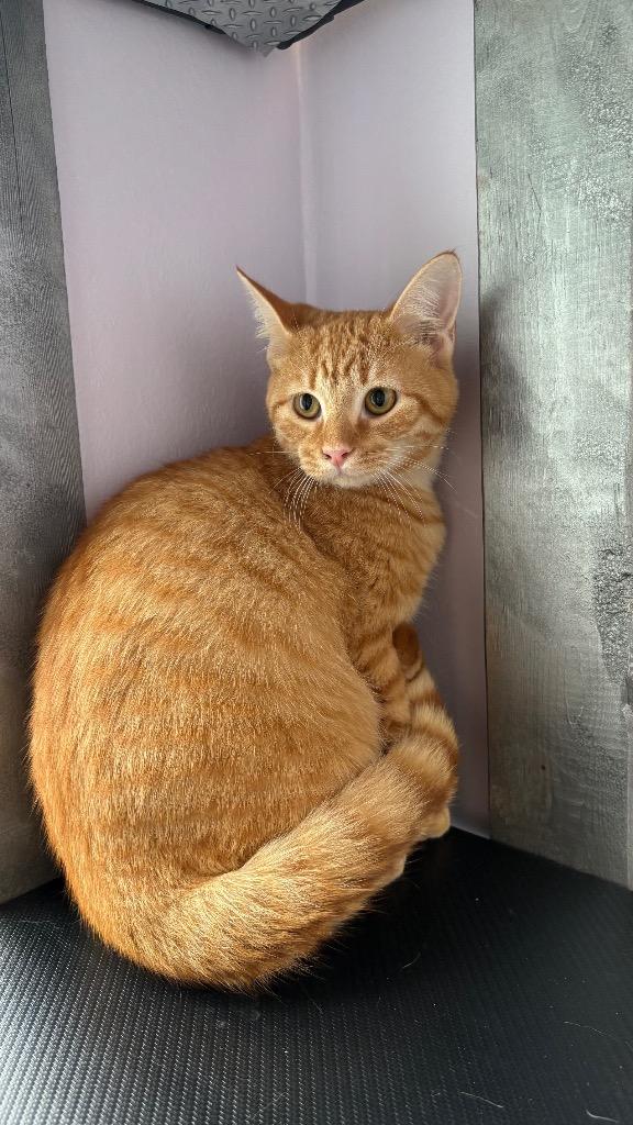 Enlarge Ravioli, a Adoptable Domestic Short Hair in Lewisville, TX image 4/5