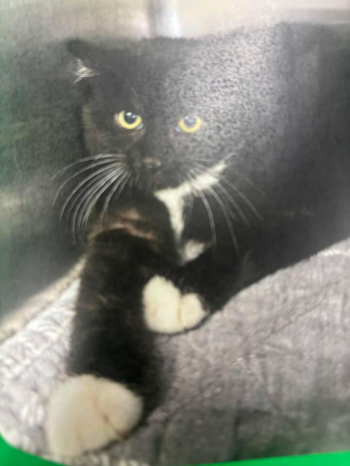 Archibald, ADOPTABLE, Young Male Domestic Short Hair.