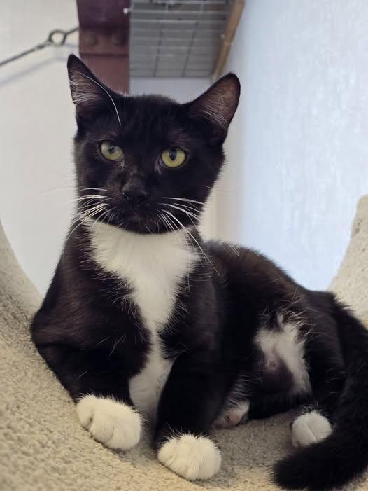 Archibald, ADOPTABLE, Young Male Domestic Short Hair.