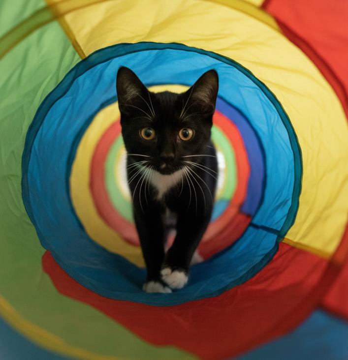 William – Playful Tuxedo Boy, an adopted Domestic Short Hair in Stamford, CT image 3/6