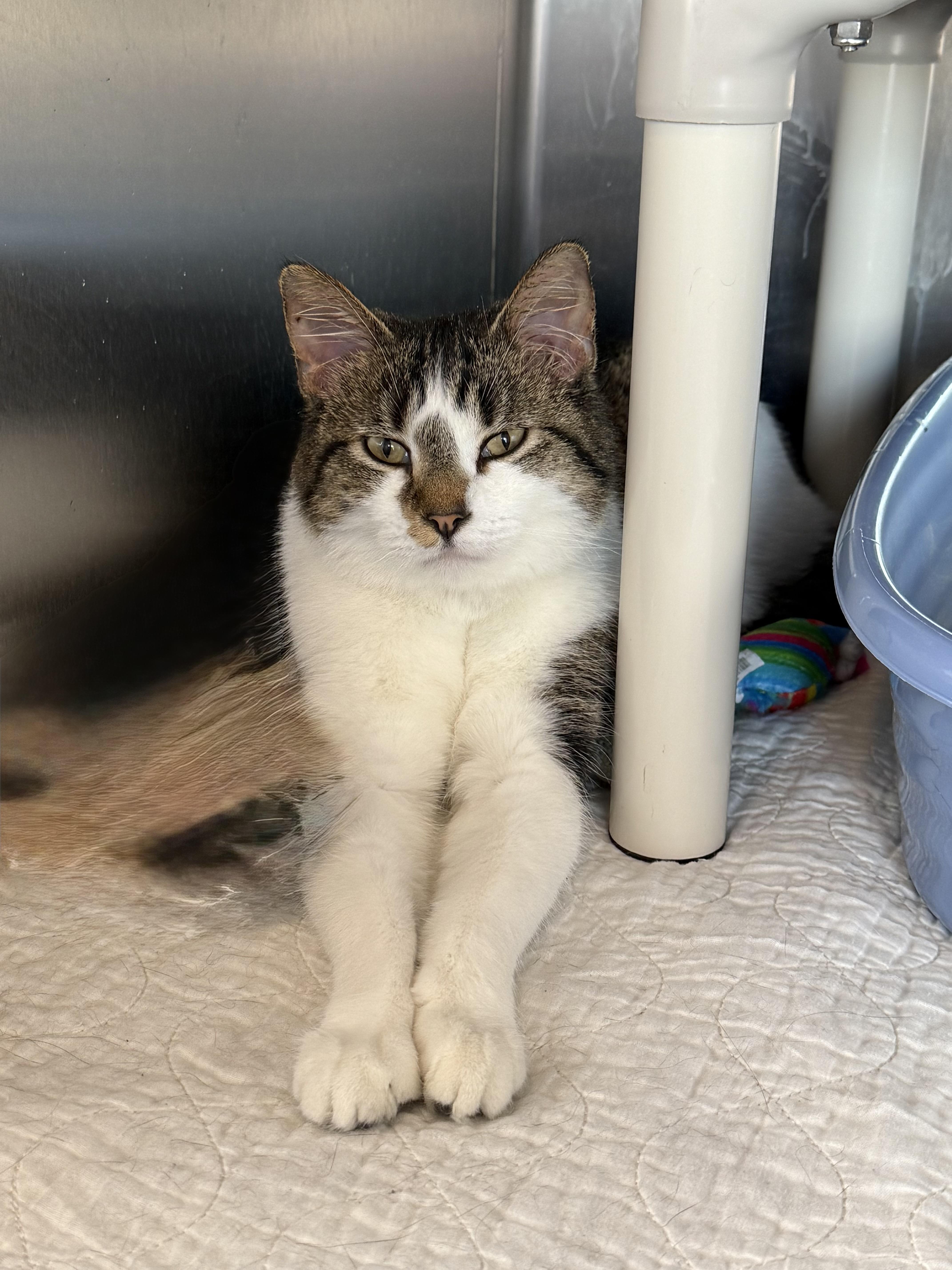 Enlarge Jocie , an adopted Domestic Short Hair in Jamestown, ND image 1/1