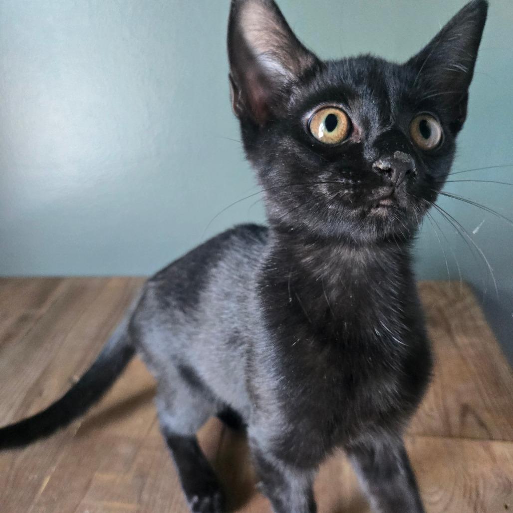 Enlarge Rosemary, a Adoptable Domestic Short Hair in Centerville, TN image 1/3
