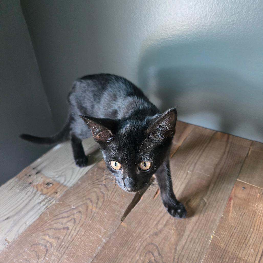 Enlarge Rosemary, a Adoptable Domestic Short Hair in Centerville, TN image 2/3