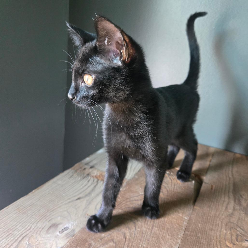 Enlarge Rosemary, a Adoptable Domestic Short Hair in Centerville, TN image 3/3