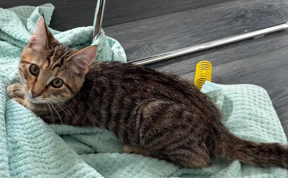 Tabbi, adopted, Kitten Female Tabby.