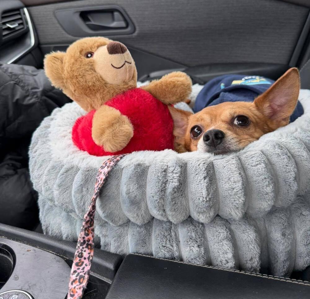 Enlarge Chewie, a Adoptable Chihuahua in Huntington, NY image 1/2