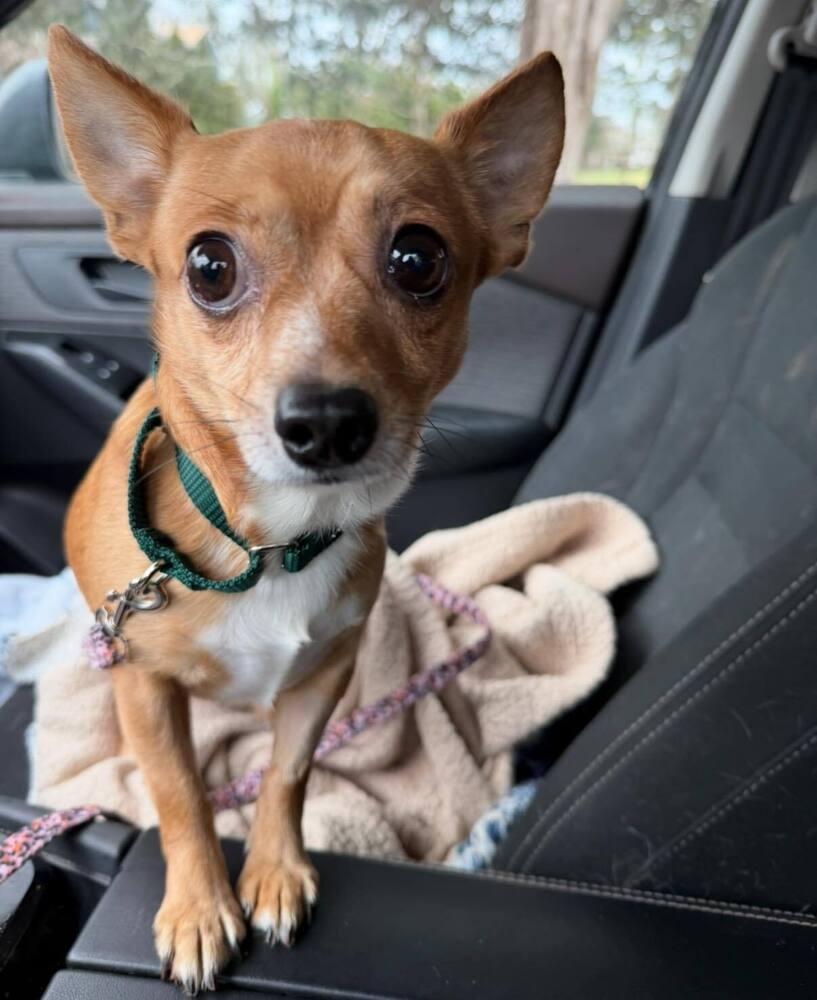 Enlarge Chewie, a Adoptable Chihuahua in Huntington, NY image 2/2