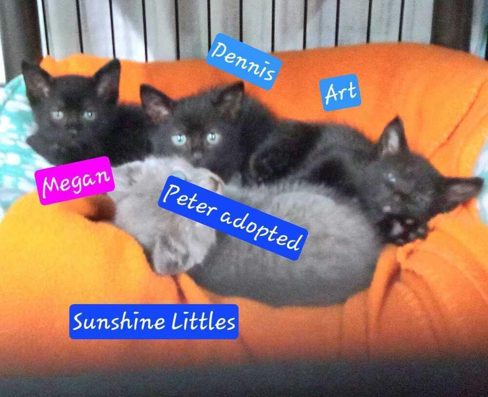Sunshines Littles - Dennis, Adoptable, Kitten Male Domestic Short Hair.