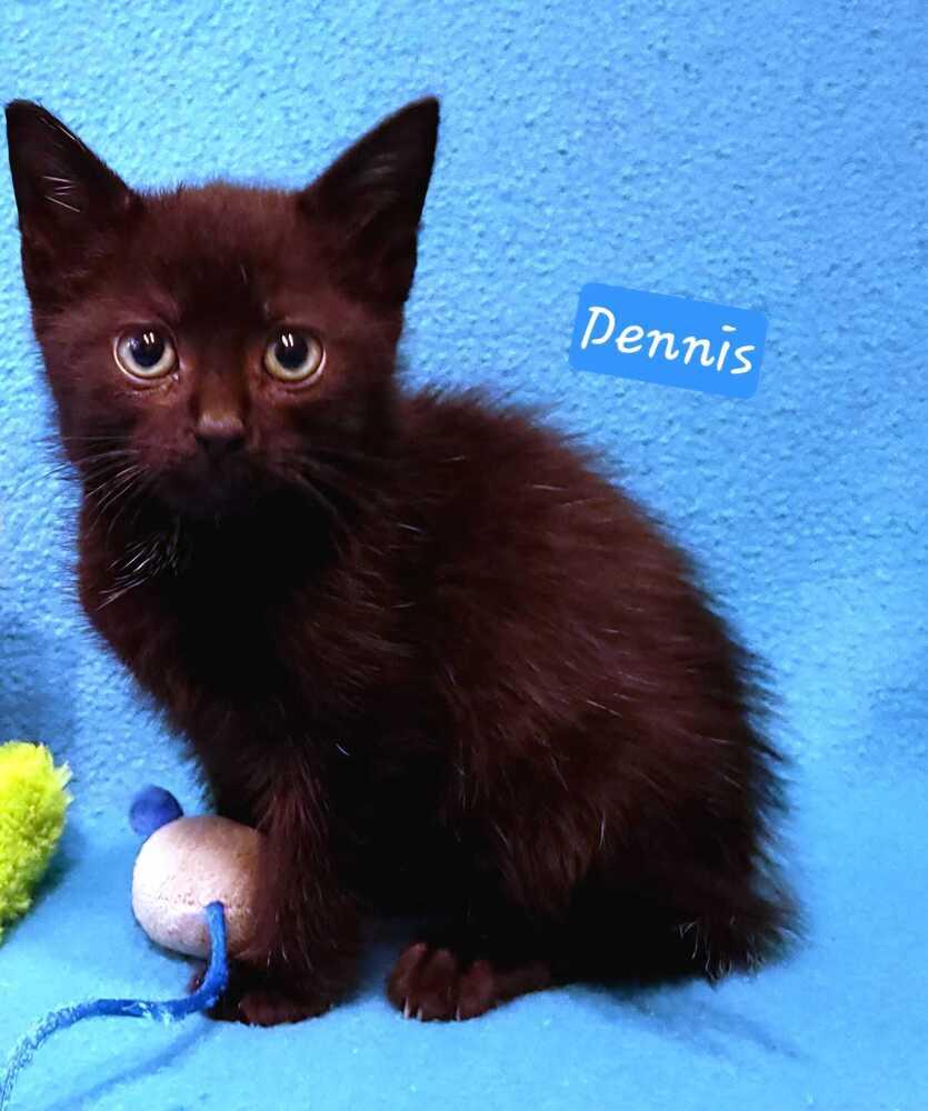 Sunshines Littles - Dennis, a Adoptable mixed breed in Jessup, MD image 2/2