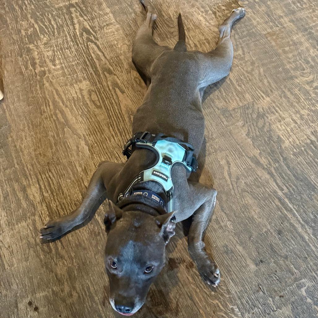 Enlarge Colt, a Adoptable American Staffordshire Terrier in Dallas, TX image 1/6