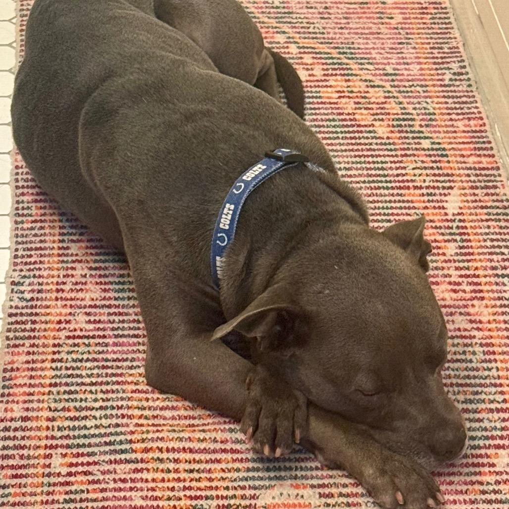 Enlarge Colt, a Adoptable American Staffordshire Terrier in Dallas, TX image 2/6