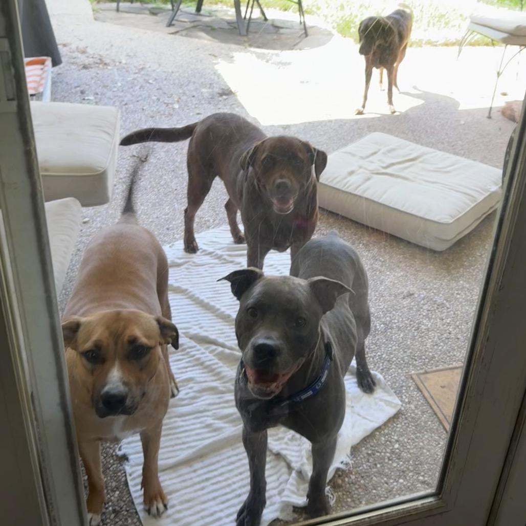 Enlarge Colt, a Adoptable American Staffordshire Terrier in Dallas, TX image 3/6