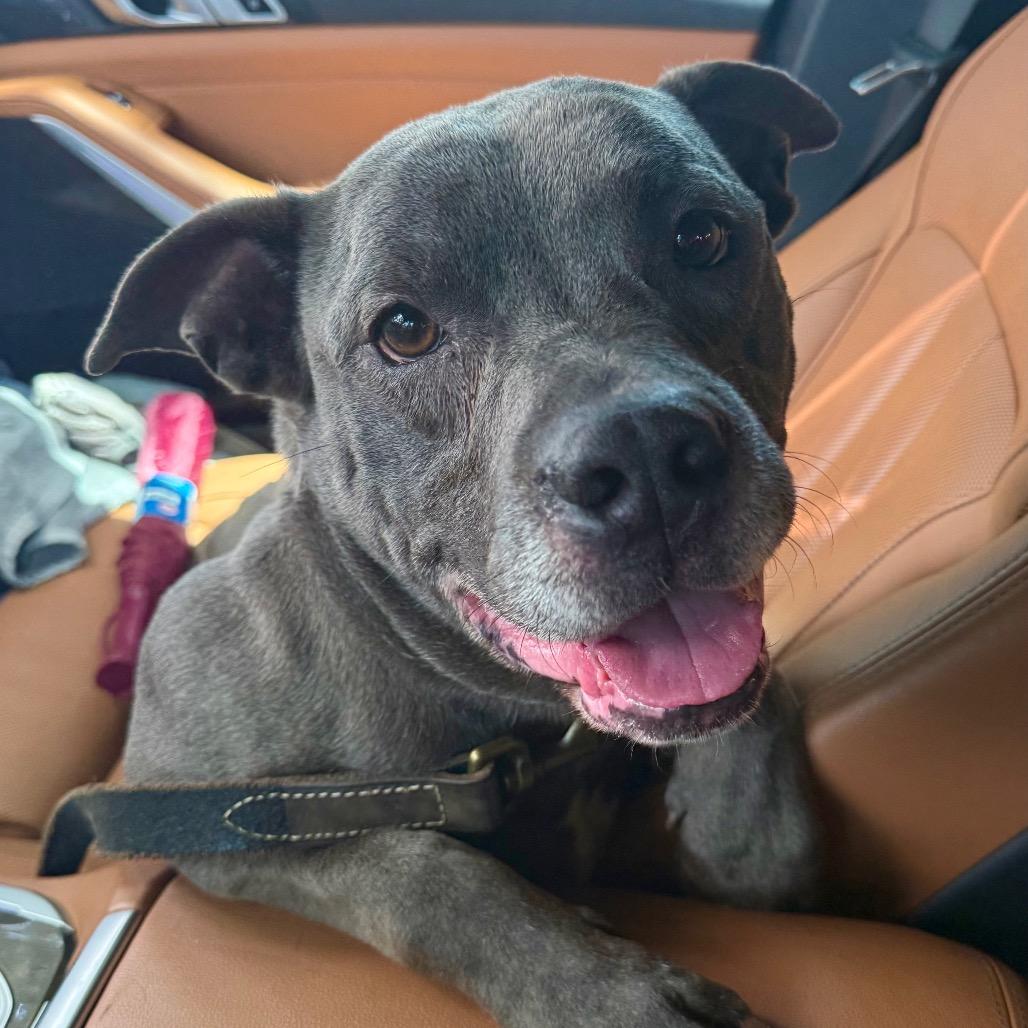 Enlarge Colt, a Adoptable American Staffordshire Terrier in Dallas, TX image 4/6